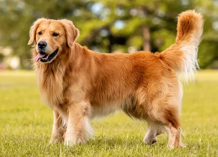 واگذاری سگ پاپی|سگ|اقلید, |دیوار