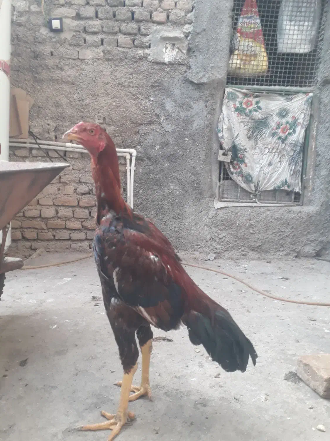 جوجه خروس لاری نسل دار|حیوانات مزرعه|مزرعه کتول, |دیوار