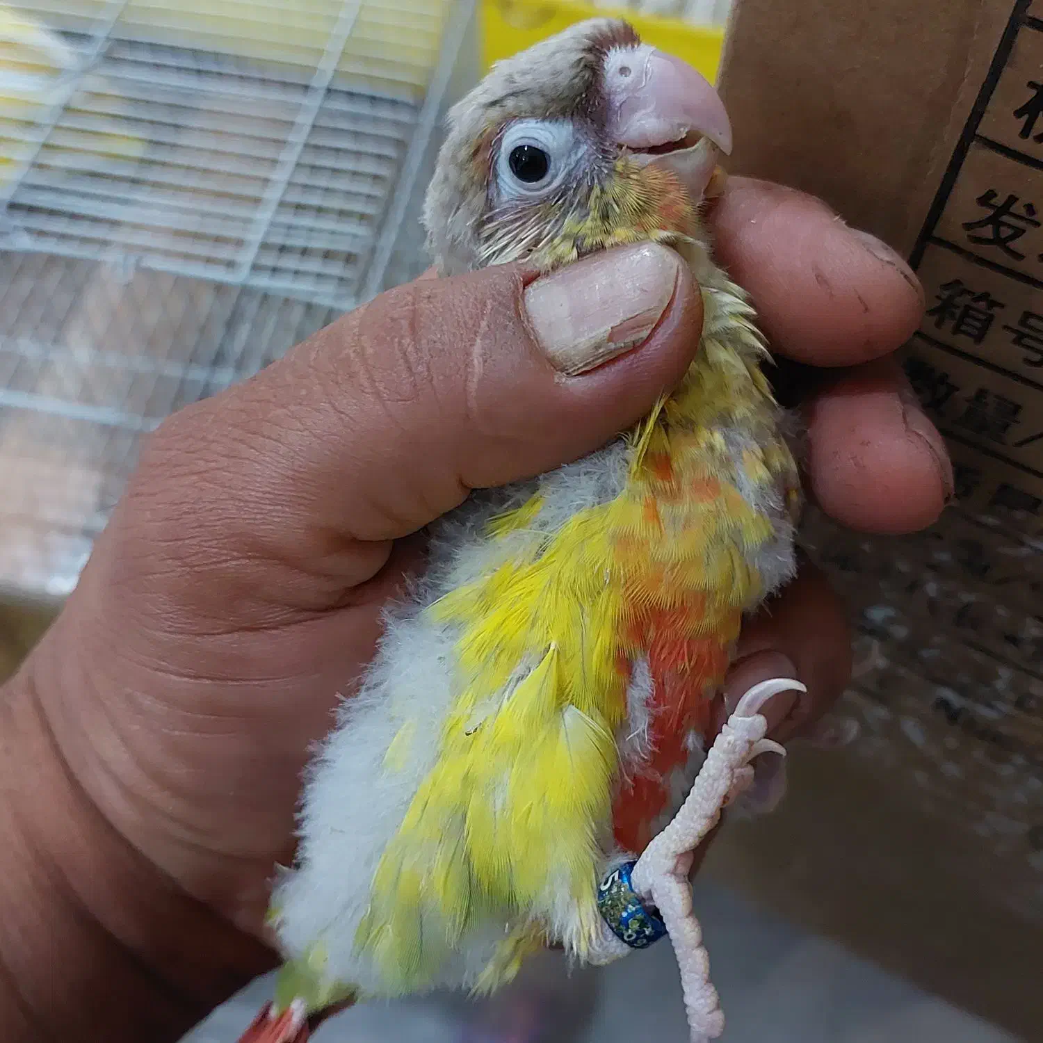 جوجه گرینچیک وعروس هلندی|پرنده|بندر کنگان, |دیوار