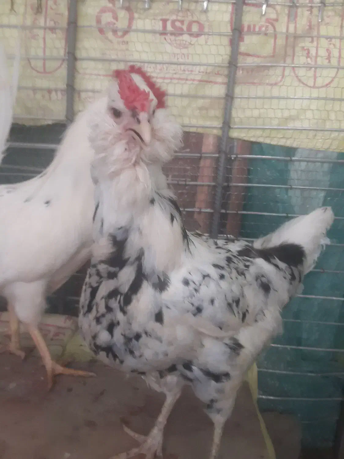 فرش|فرش|کهنوج, |دیوار