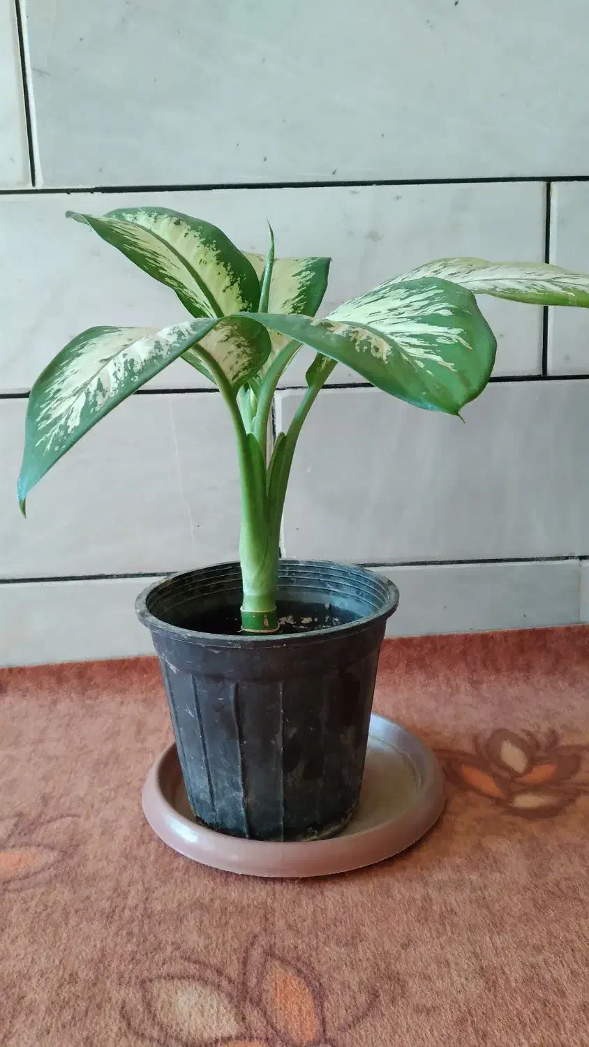 گل های خانگی|گل و گیاه طبیعی|ایذه, |دیوار