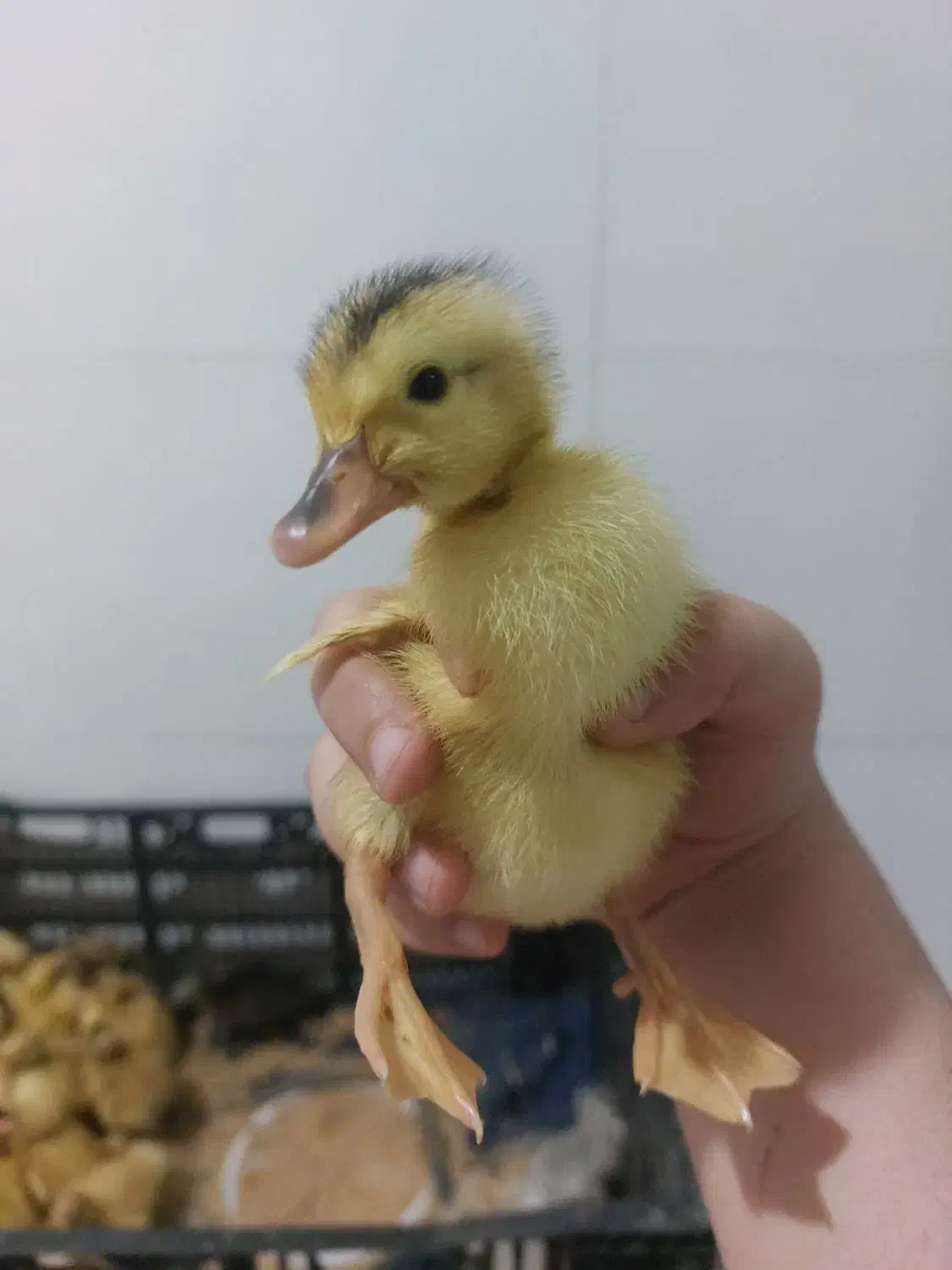 جوجه اردک پکنی|حیوانات مزرعه|ساری, |دیوار