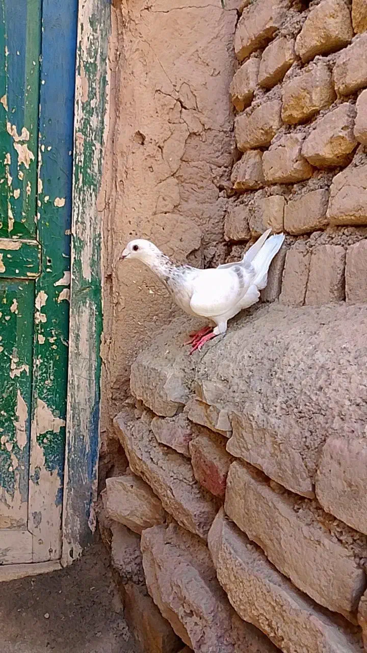 کبوتر|پرنده|آشخانه, |دیوار