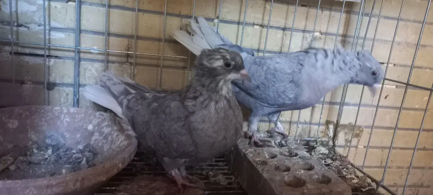 کفتر دم سفید|پرنده|شاهین‌شهر, خانه کارگر|دیوار