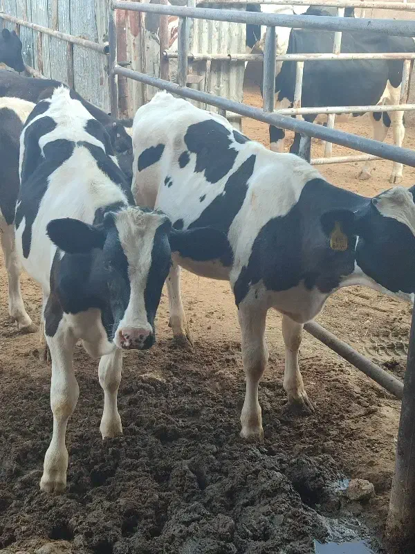 20راس گوساله نر 6ماهه هلشتاین وسیمینتال|حیوانات مزرعه|مرودشت, کناره|دیوار