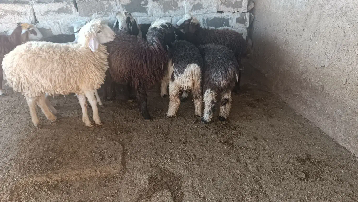 بره|حیوانات مزرعه|گتوند, |دیوار