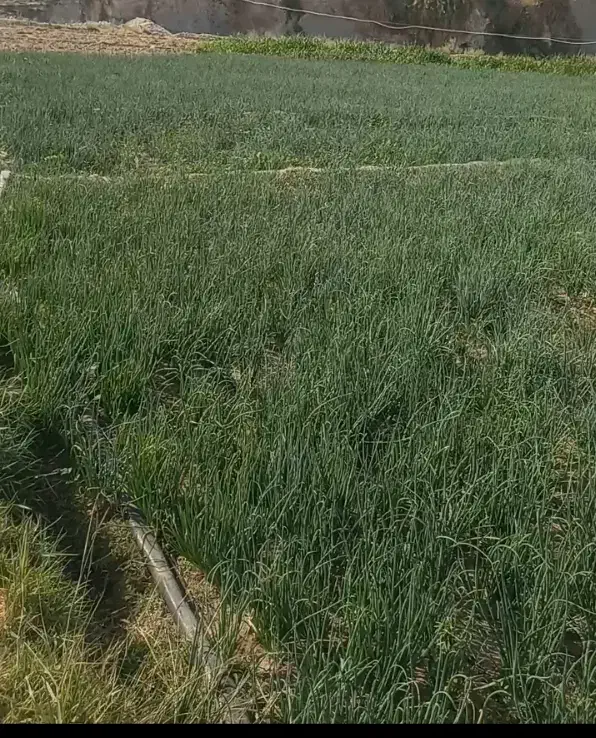 تر پیاز عالی درجه یک|حراج|رامهرمز, |دیوار