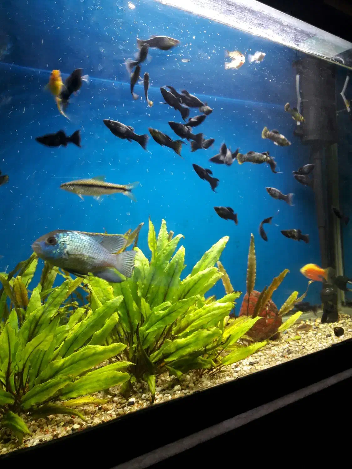 اکواریوم کمری و ماهی|ماهی|دماوند, دماوند|دیوار