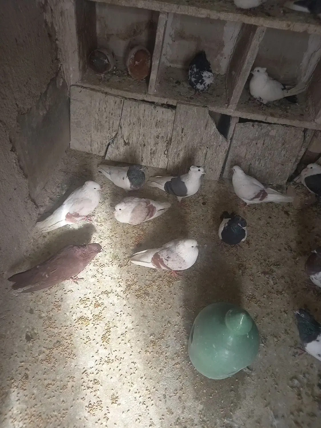 ی کله کفتی|پرنده|بروجرد, |دیوار