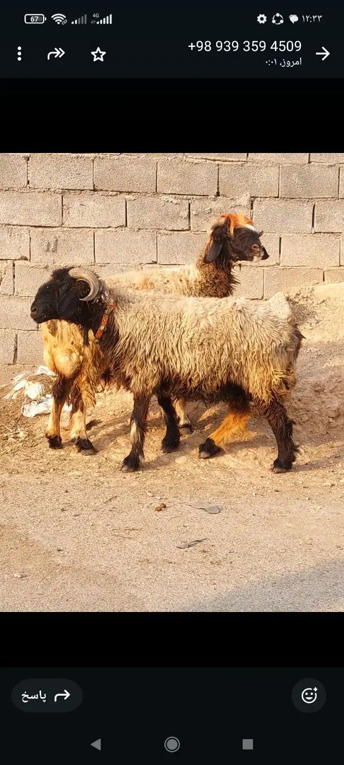 میش|حیوانات مزرعه|شیراز, شهرک سعدی|دیوار