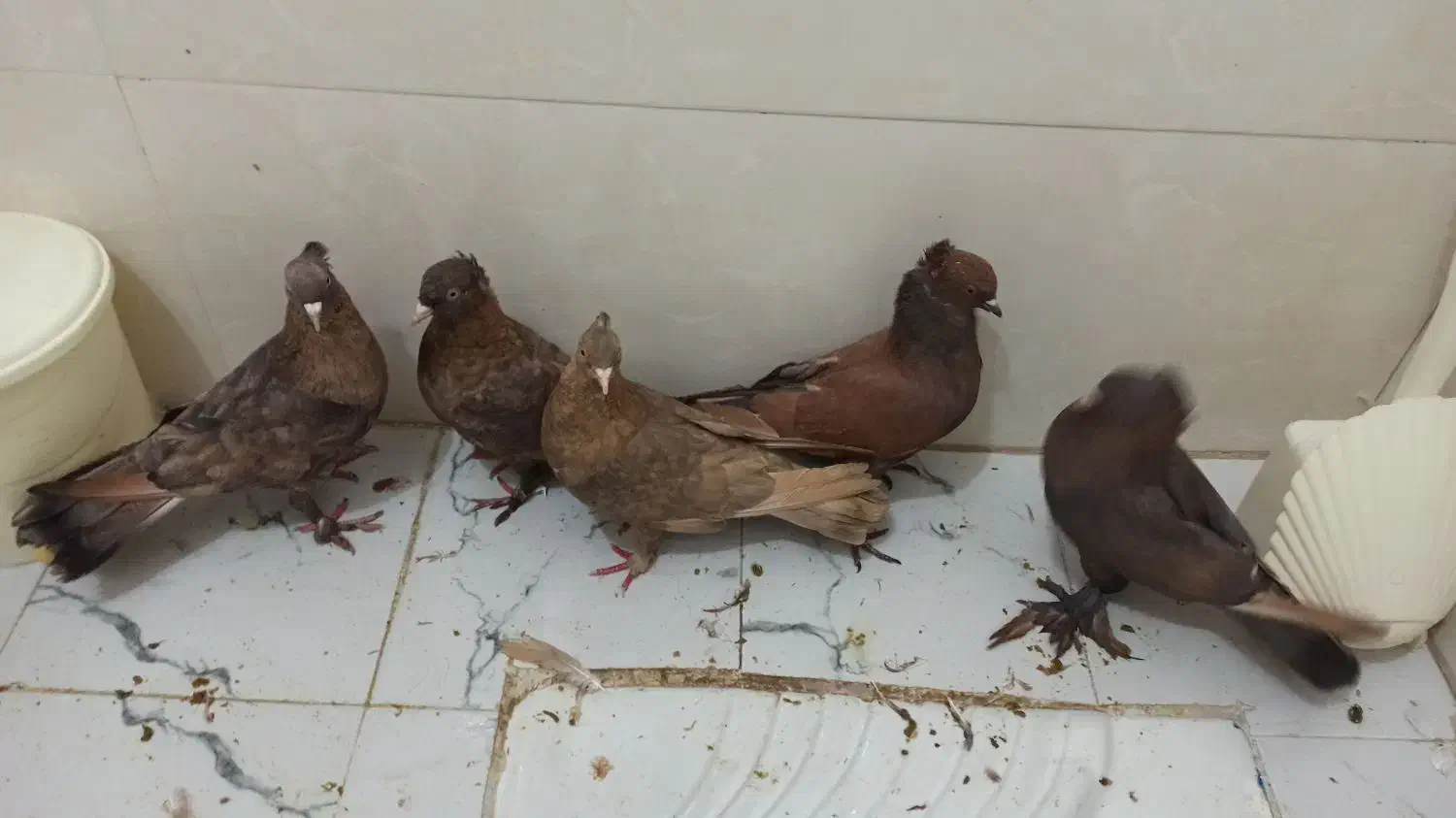 کبوتر|پرنده|شاهینشهر, شهرک هشت بهشت|دیوار