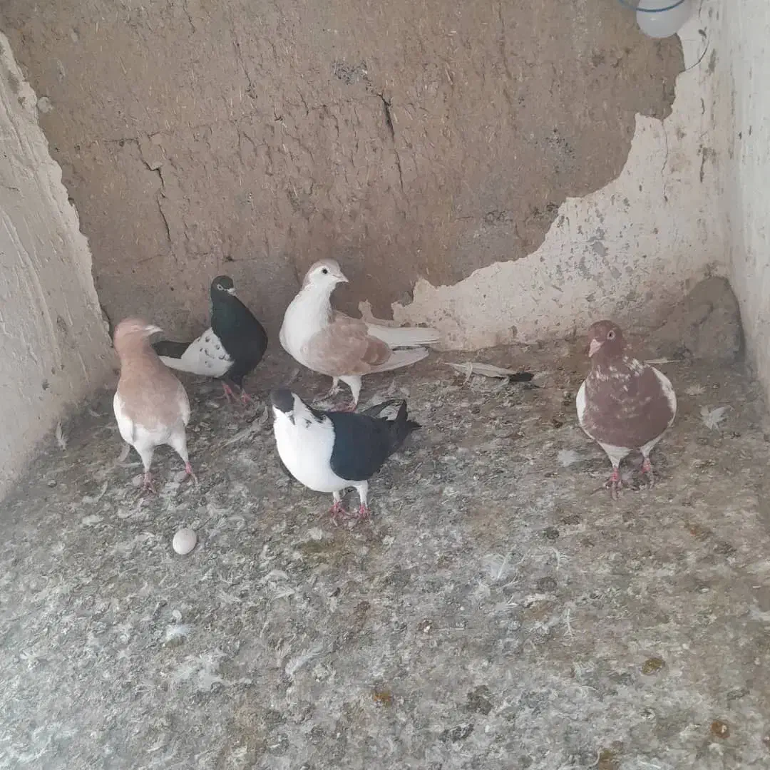 کبوتر شهرستانی|پرنده|هشتگرد, قاسم آباد بزرگ|دیوار