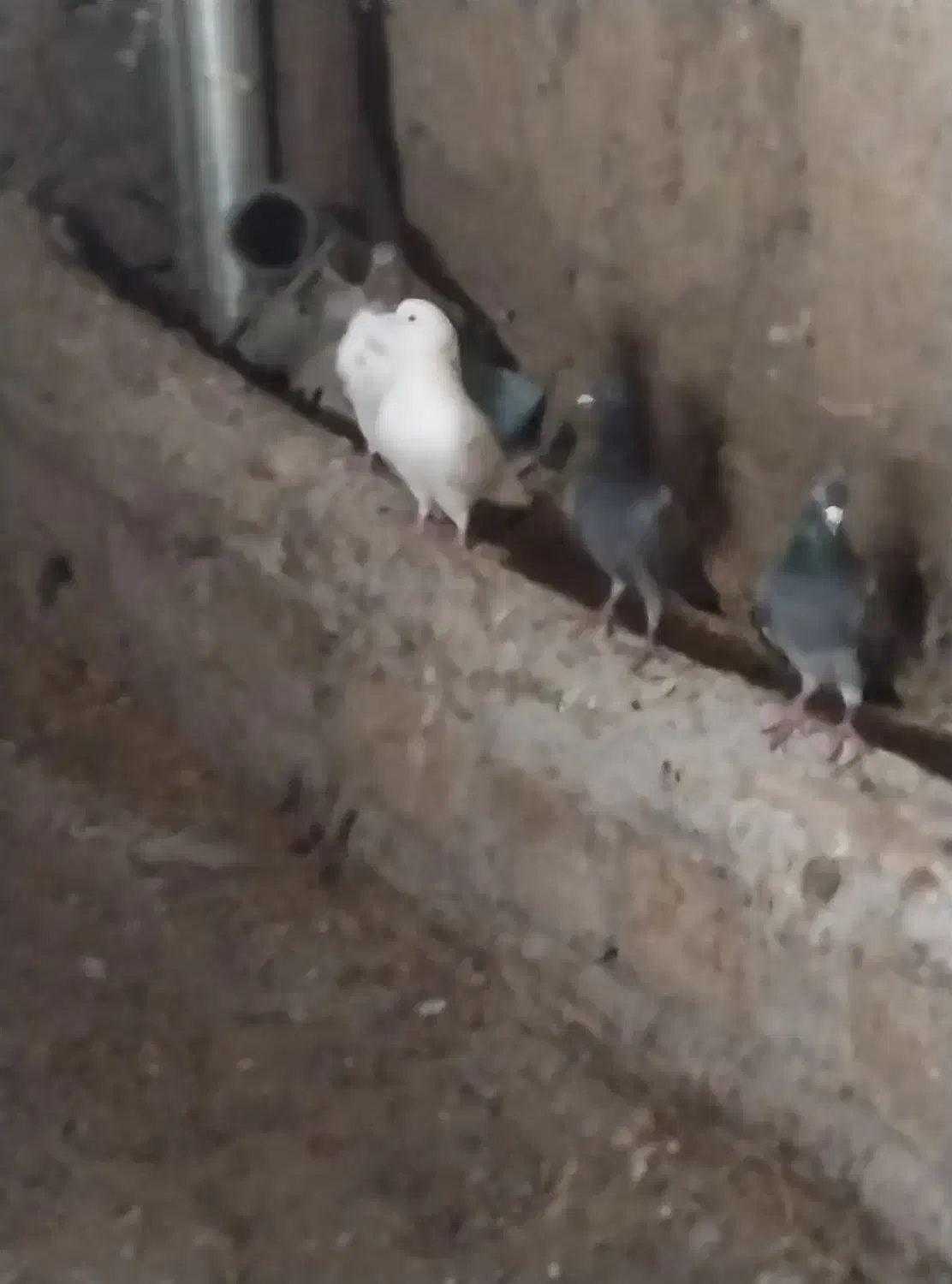 گمشده حدود بیست روز پیش|حیوانات|مشگین شهر, |دیوار