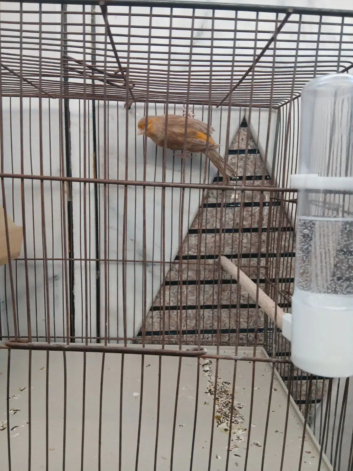 قناری|پرنده|خمینی‌شهر, |دیوار