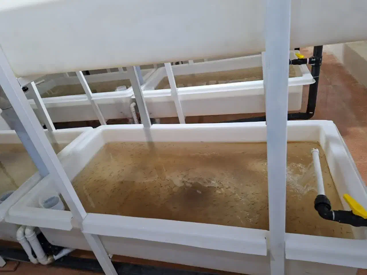 مزایده و فروش مزرعه پرورش بچه ماهی حد واسط|فروش دفتر صنعتی، کشاورزی، تجاری|کوراییم, |دیوار