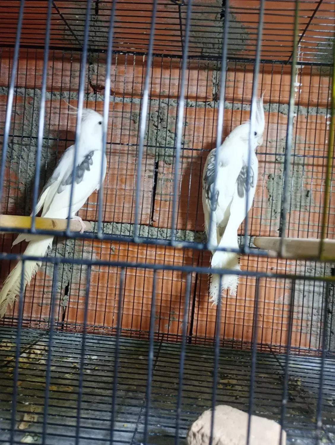 عروس هلندی دوکت آلبینو پروانه مولد|پرنده|آزادشهر, |دیوار