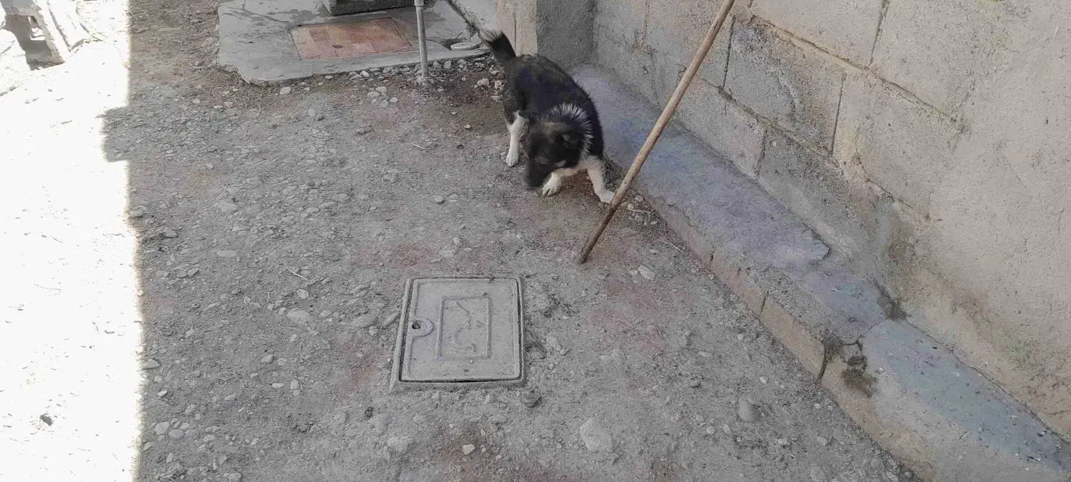 پاکوتاه|سگ|ملکان, |دیوار