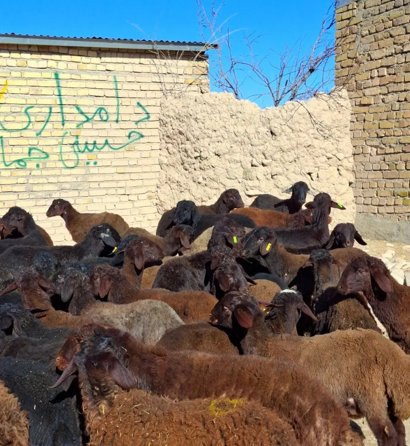 مال درجه یک|حیوانات مزرعه|دشتابی, |دیوار