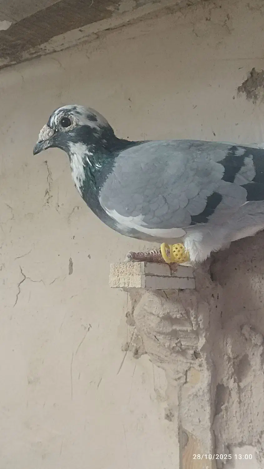 زاغ کرمونی|پرنده|رشتخوار, |دیوار