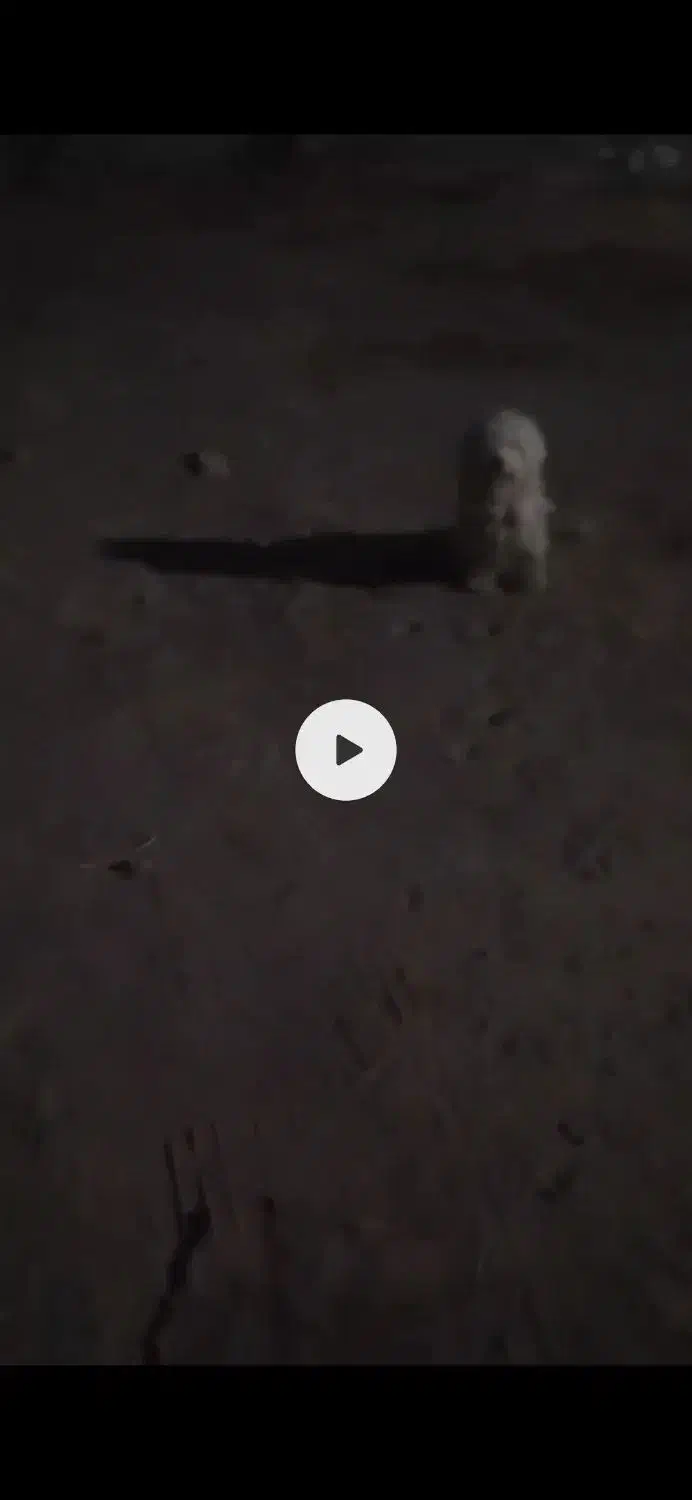 سلام ب همه دوستان این سگ دوزیدن|حیوانات|زهک, |دیوار