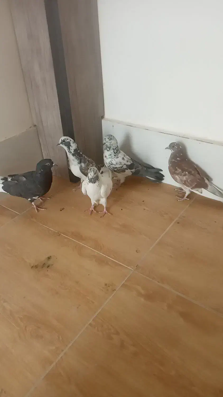 کبوتر تهرانی ویک عدد اصفهانی|پرنده|برخوار, |دیوار