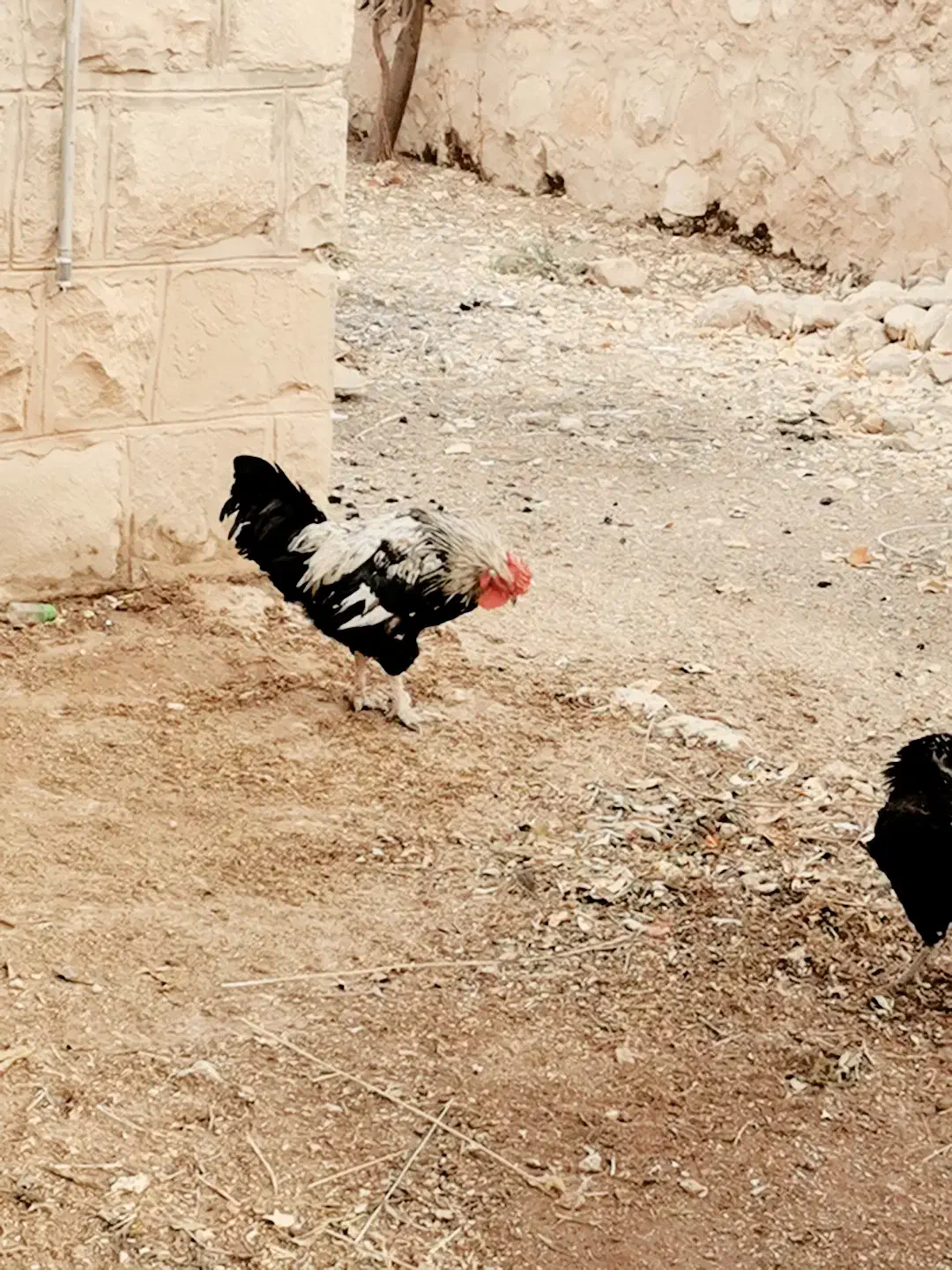 خروس و مرغ چهل تاج|حیوانات مزرعه|چیتاب, |دیوار