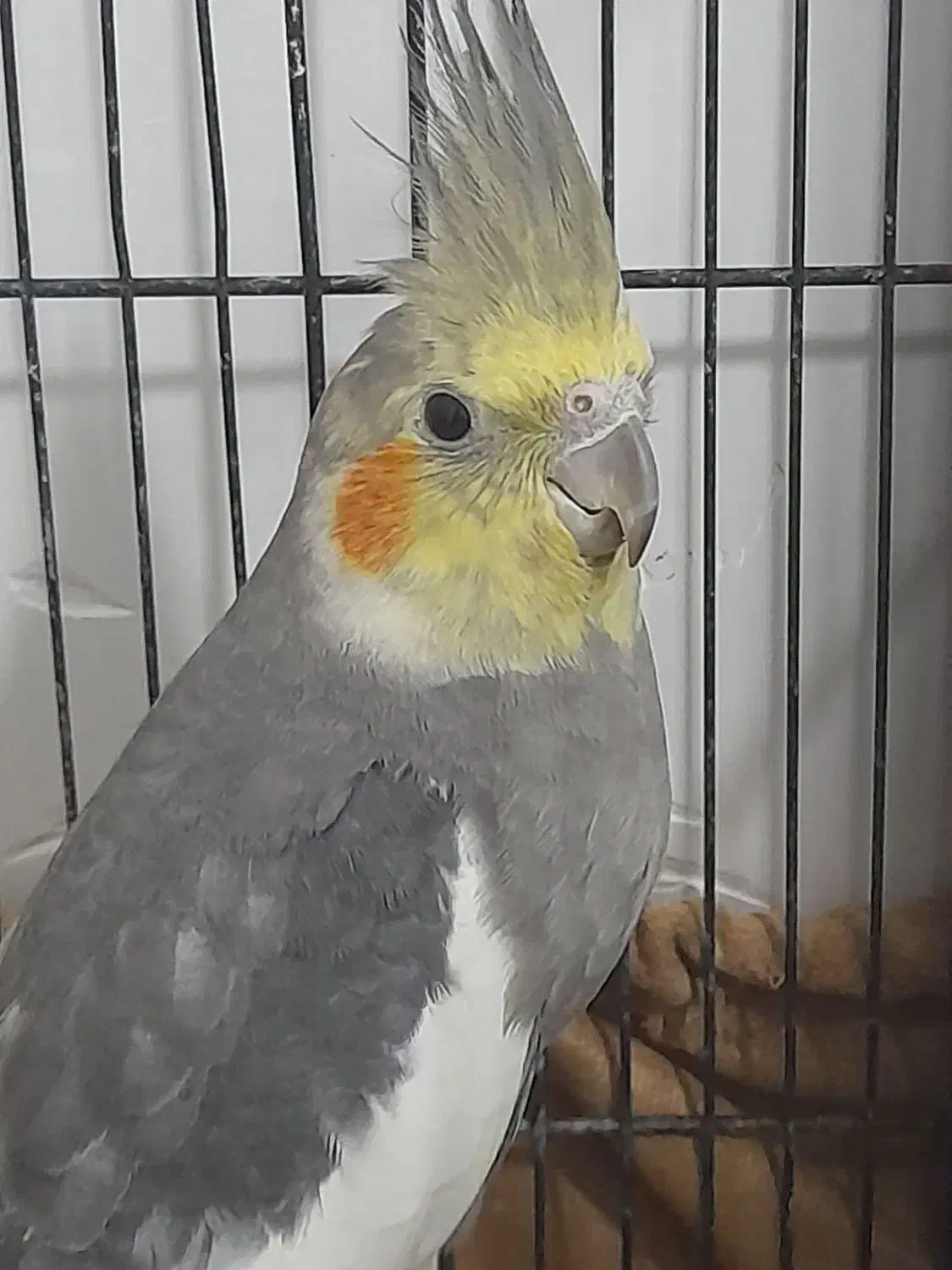 عروس هلندی نر|پرنده|گرگان, |دیوار