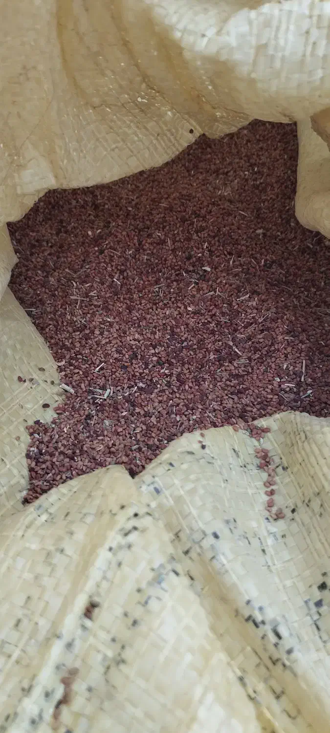 بذر علف محلی|گل و گیاه طبیعی|ایرانشهر, |دیوار