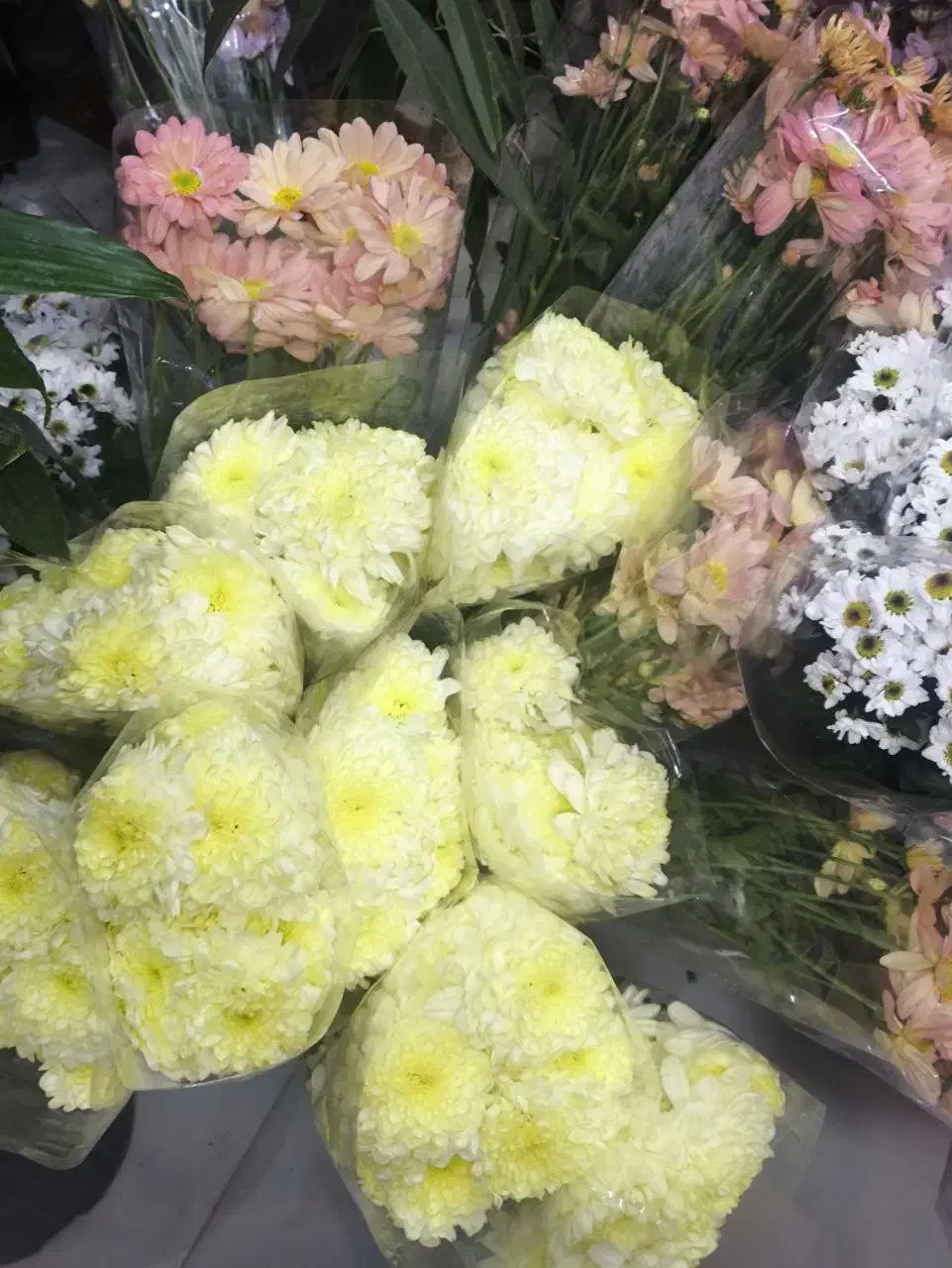 گل داوودی رنگی شب یلدا|گل مصنوعی|مشهد, الهیه|دیوار