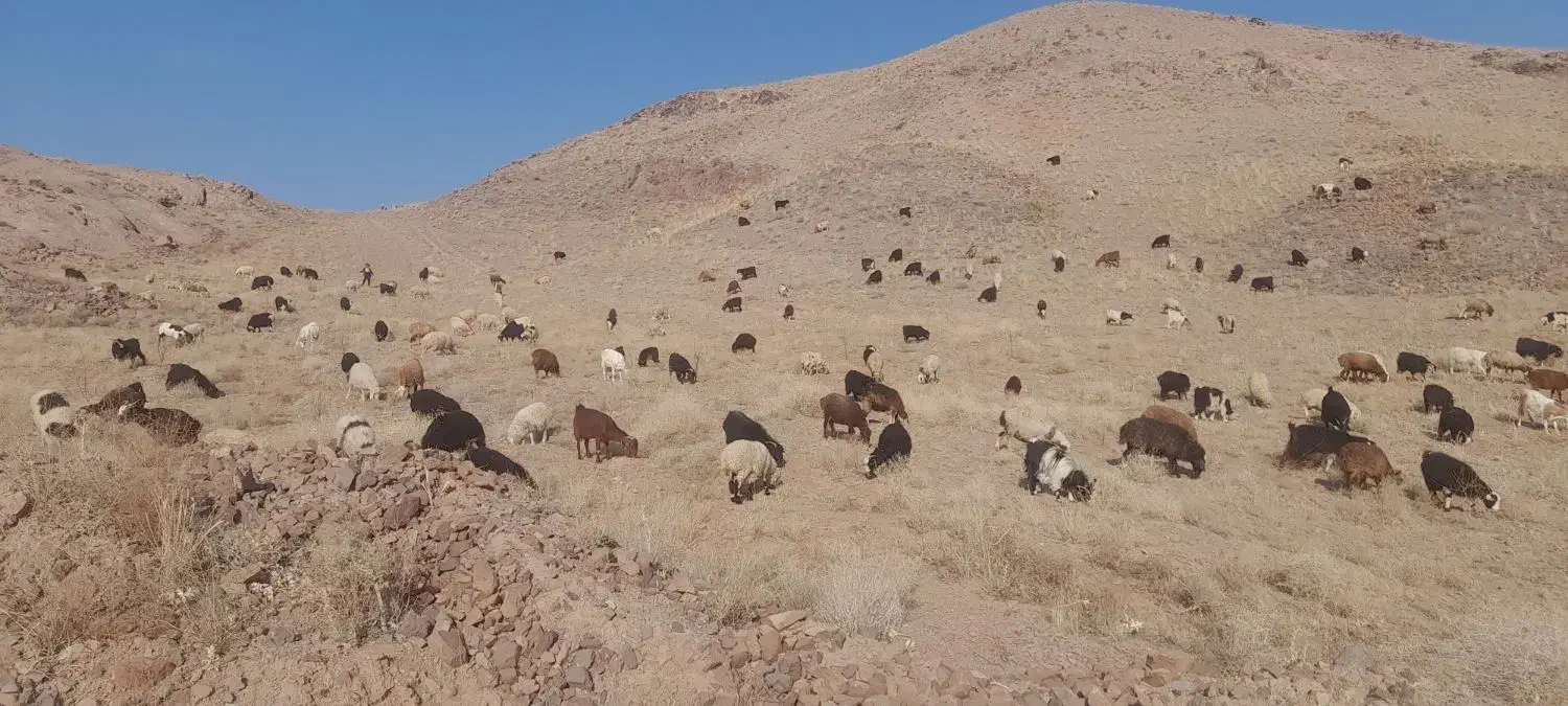 فروش بزغاله بز و بره|حیوانات مزرعه|بیرجند, |دیوار