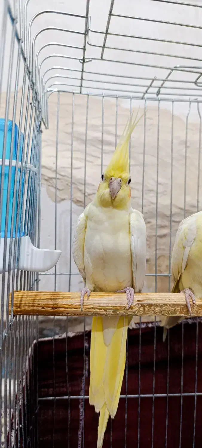 حمیدیه شبیشه|پرنده|حمیدیه, |دیوار