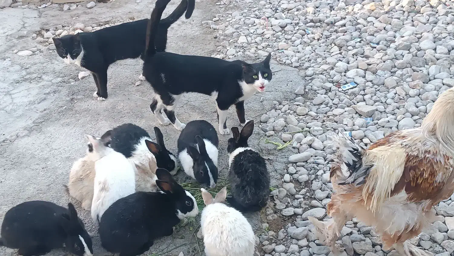 خرگوش|موش و خرگوش|دهدشت, |دیوار