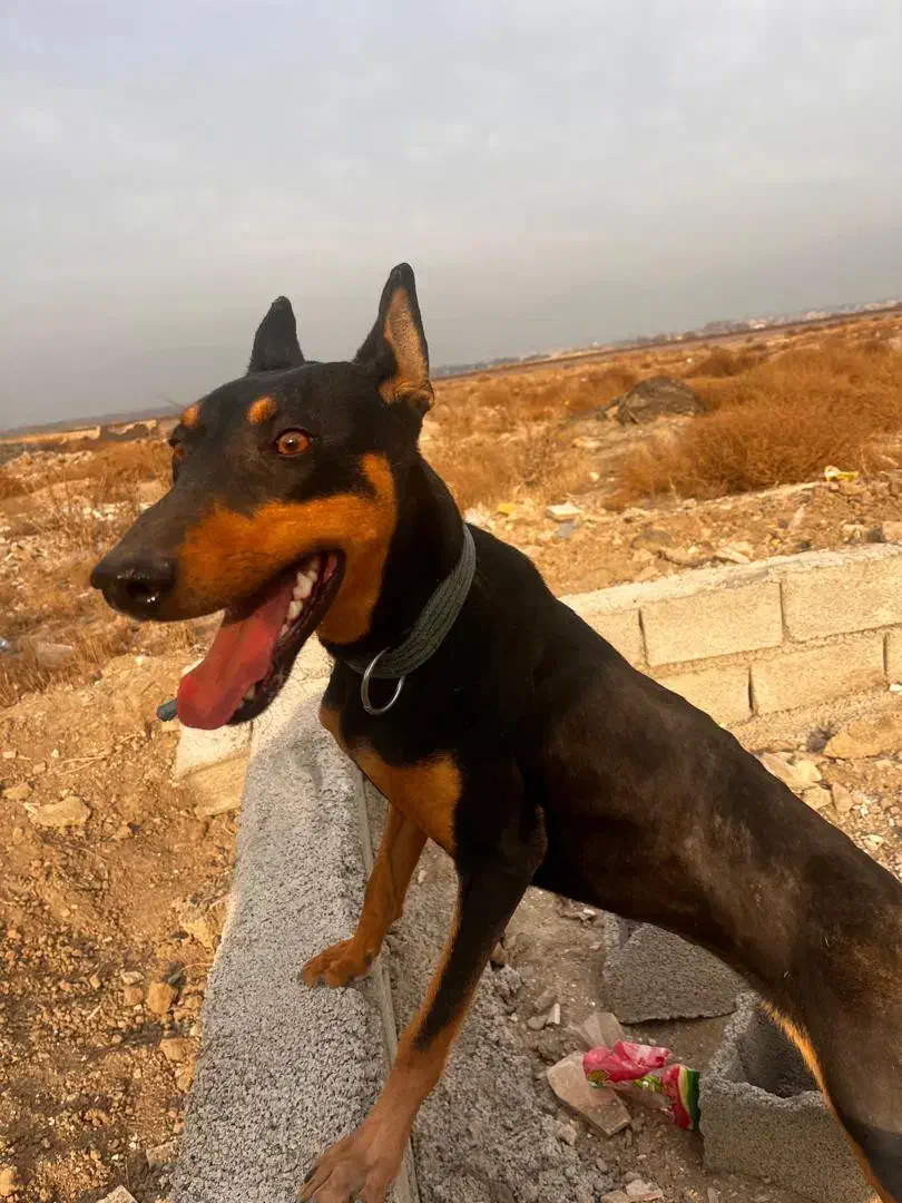 جهت کشش|سگ|کرج, حسین آباد (اکبر آباد)|دیوار