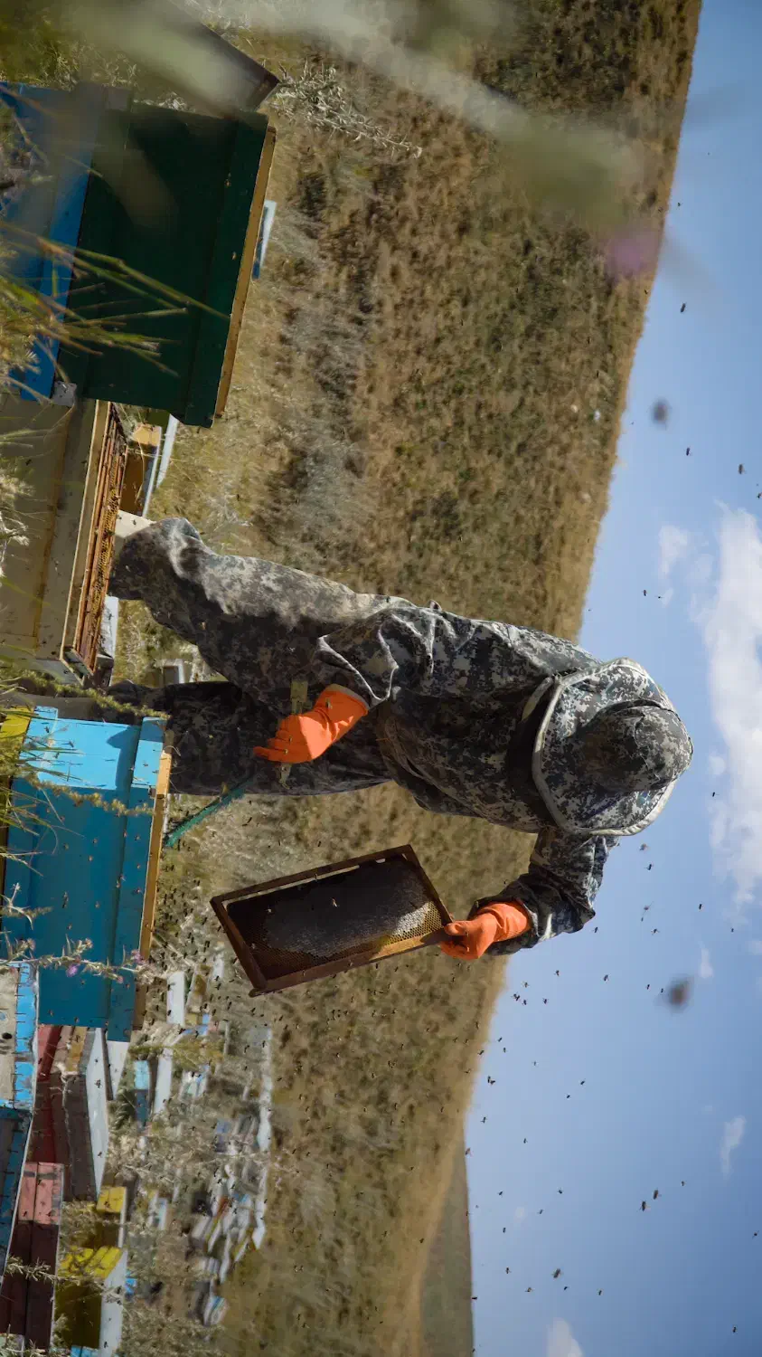 عسل کوهستانی منطقه آذربایجان|خوردنی و آشامیدنی|تکاب, |دیوار