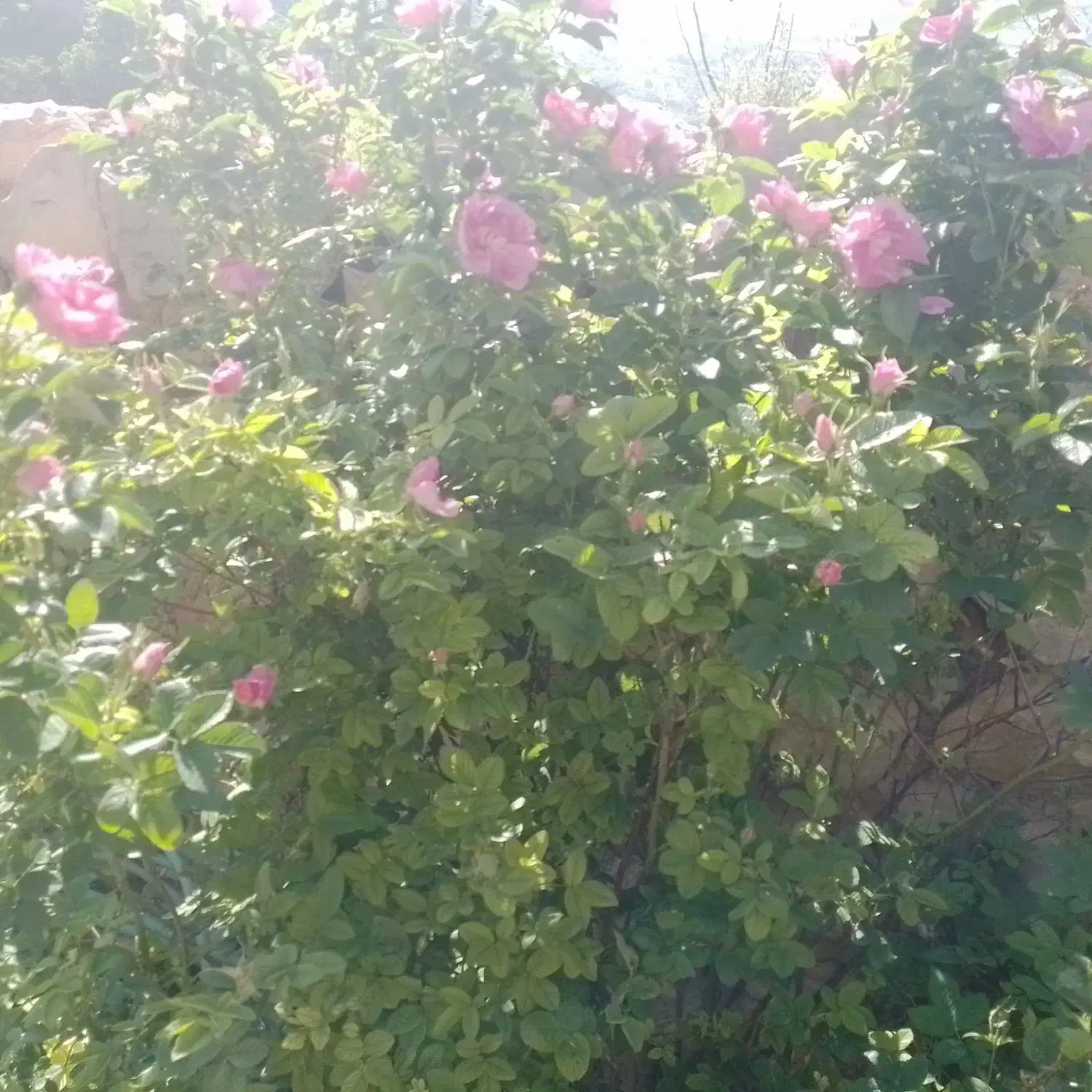 کارگر ساده برای پرتقال چینی وباغّبانی ازبجنورد|خدمات باغبانی و درختکاری|ساری, |دیوار