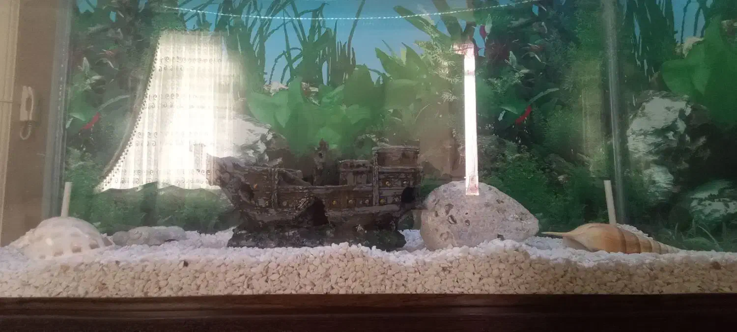 آکواریوم|ماهی|قدس, شهرقدس|دیوار