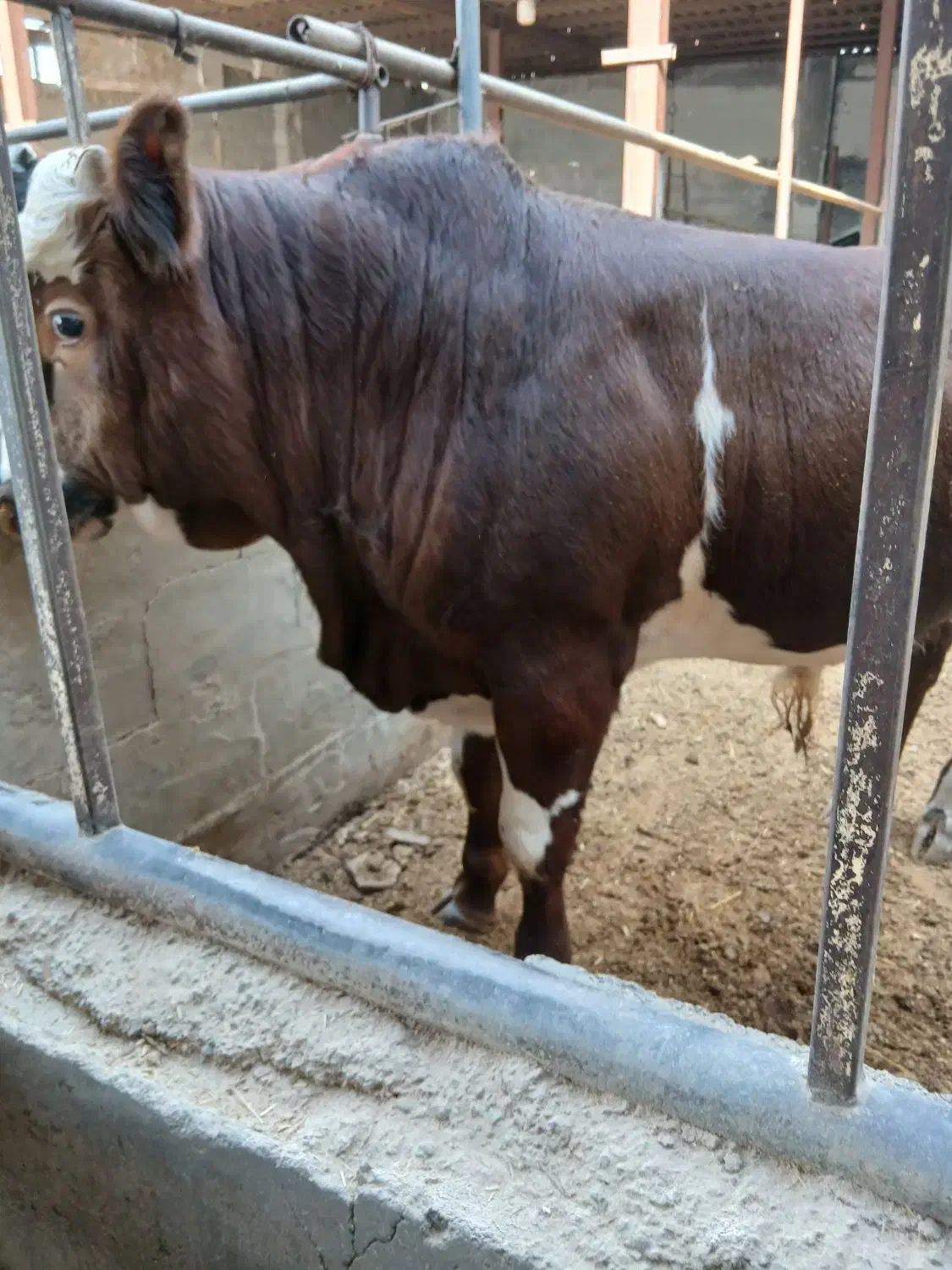 گوساله چاق|حیوانات مزرعه|فردوسیه, |دیوار