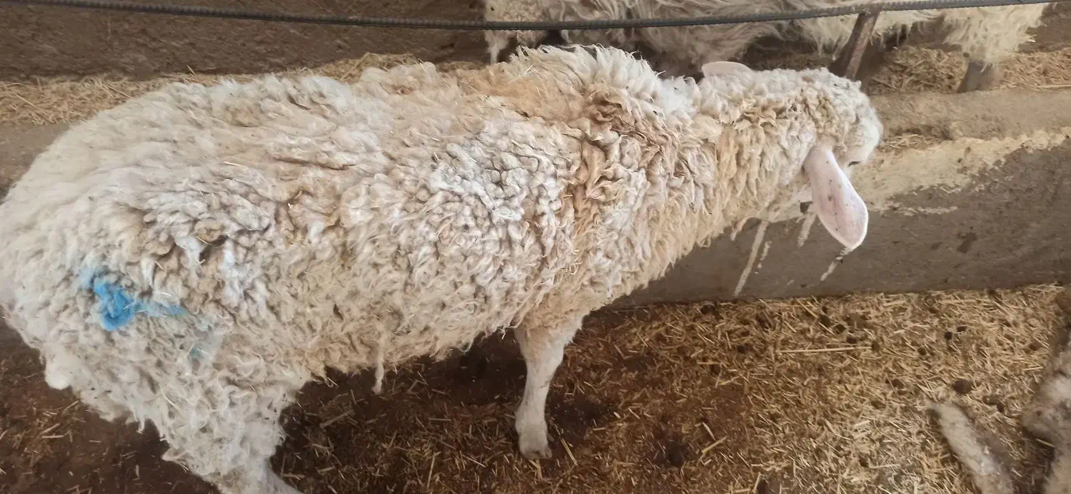 فروشگوسفندسنجابیابستن|حیوانات مزرعه|شباب, |دیوار