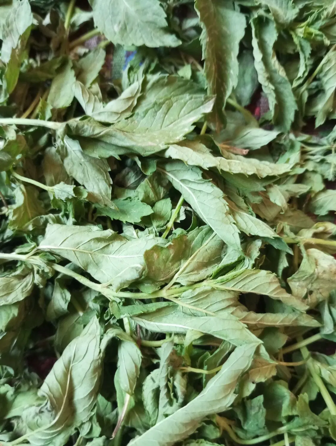 نعنا|خوردنی و آشامیدنی|سبزوار, قصبه شرقی|دیوار
