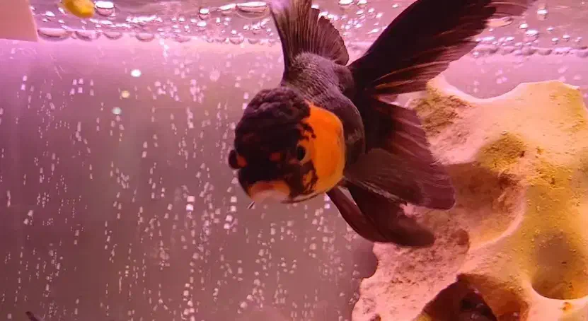 گلدفیش|ماهی|تهران, شهرک صادقیه|دیوار