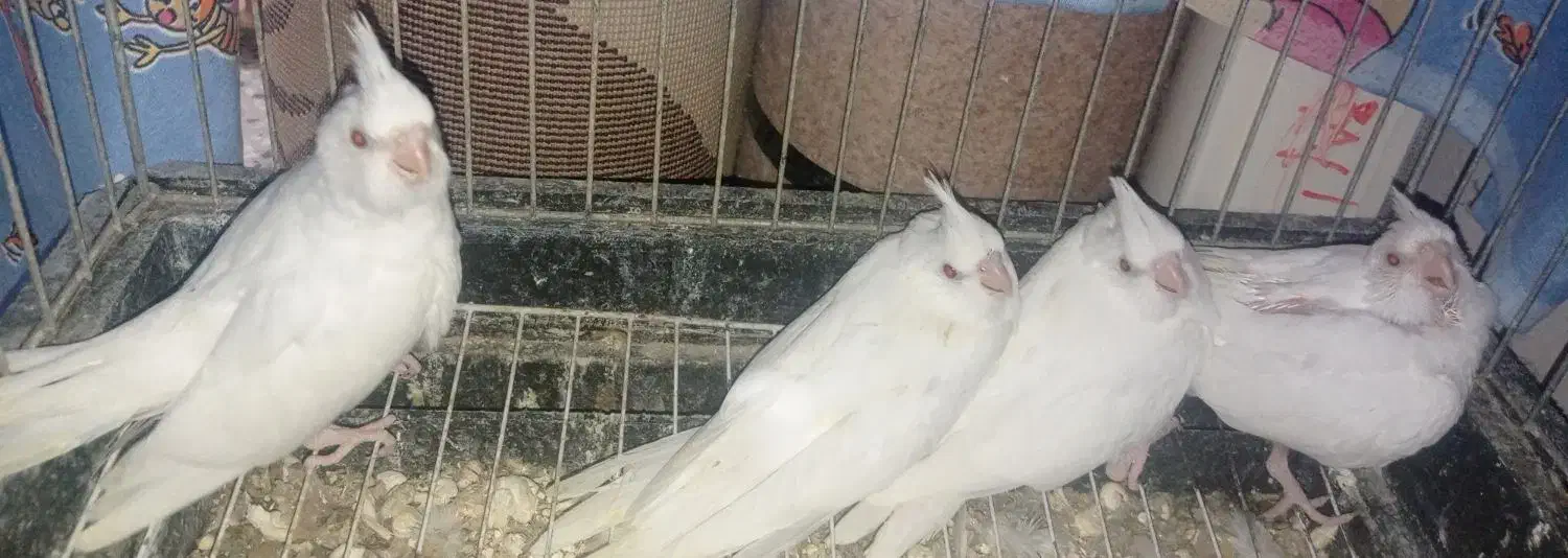 جوجه عروس البینو تمیز سالم از مادر تغذیه شده فروش|پرنده|گالیکش, |دیوار