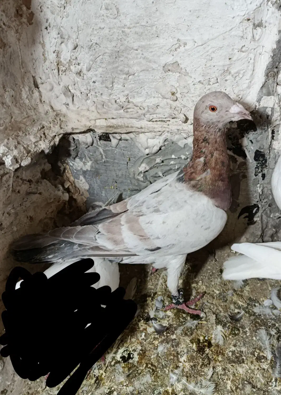 کبوتر|پرنده|اسدآباد, |دیوار