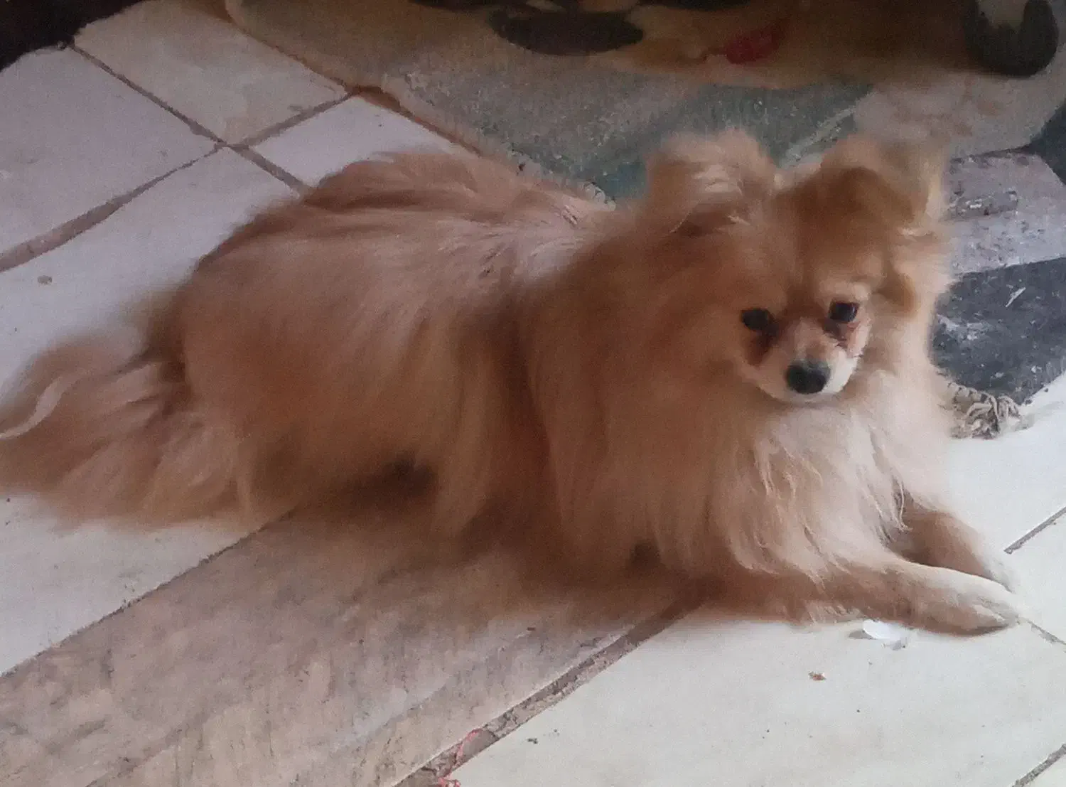 گمشده|حیوانات|رفسنجان, |دیوار