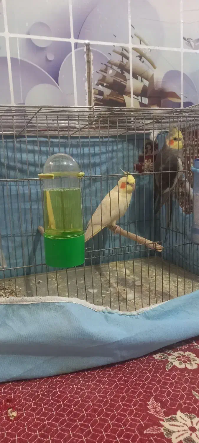 دو جفت عروس هلندی مولد بازیگوش و جذاب|پرنده|اصفهان, محله سفلی|دیوار