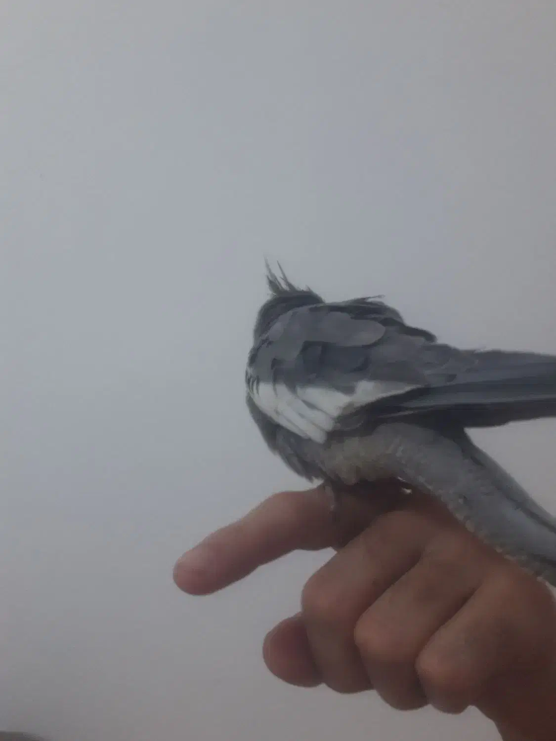 عروس هلندی|پرنده|گلبهار, شهر جدید گلبهار|دیوار