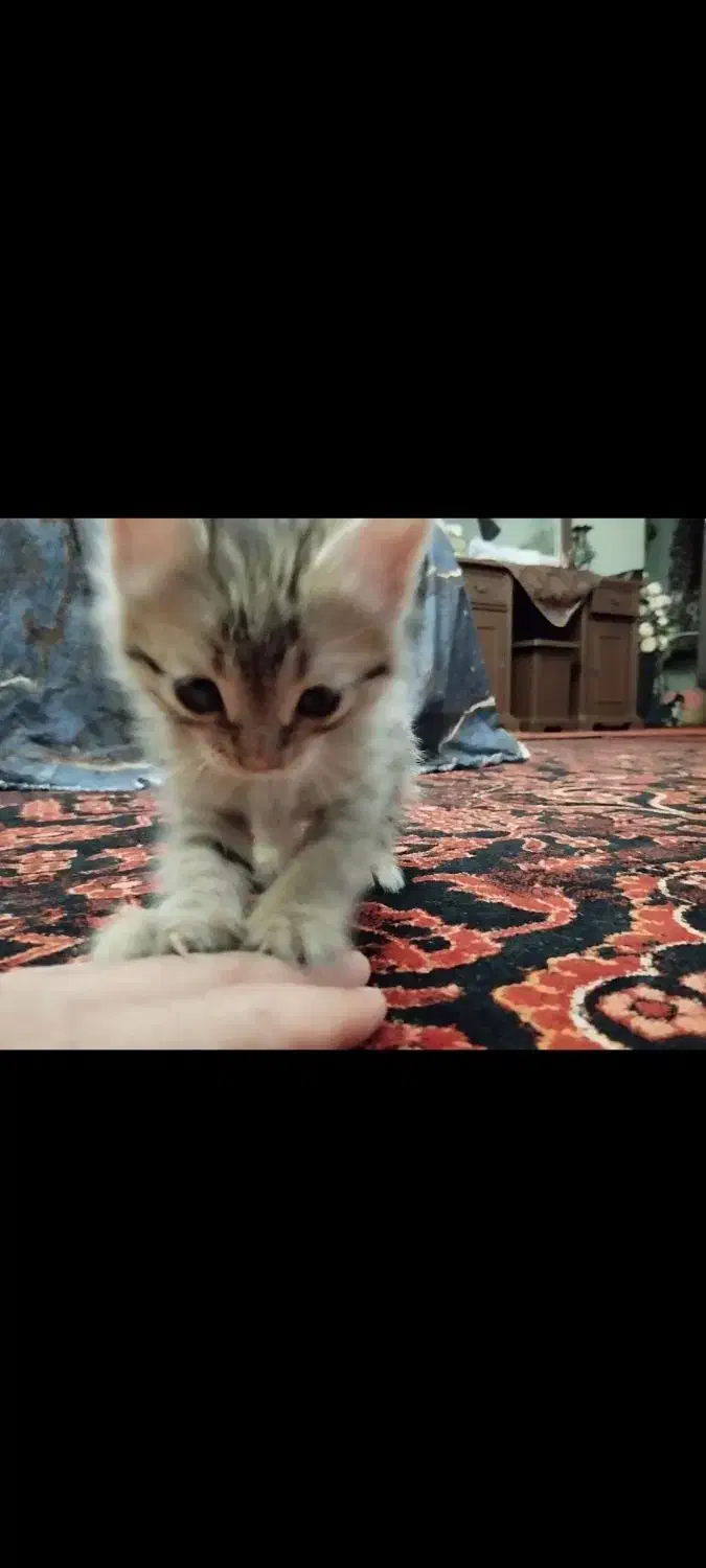 واگذاری رایگان گربه|گربه|رشت, نیروی دریایی|دیوار