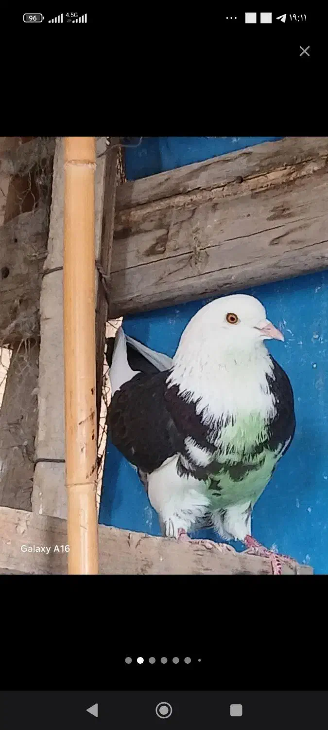 کبوترماده غریب از بلندی|پرنده|کرج, حصارک پایین|دیوار