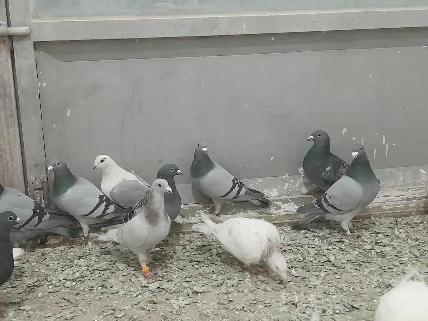 ۳۰ عدد حیون یک دنده|پرنده|تربت‌حیدریه, مسجد جامع|دیوار