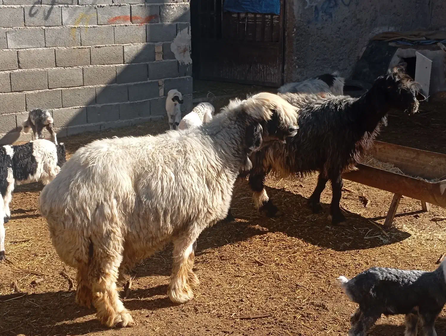 میش بختیاری|حیوانات مزرعه|مرودشت, شهرک مهدیه|دیوار