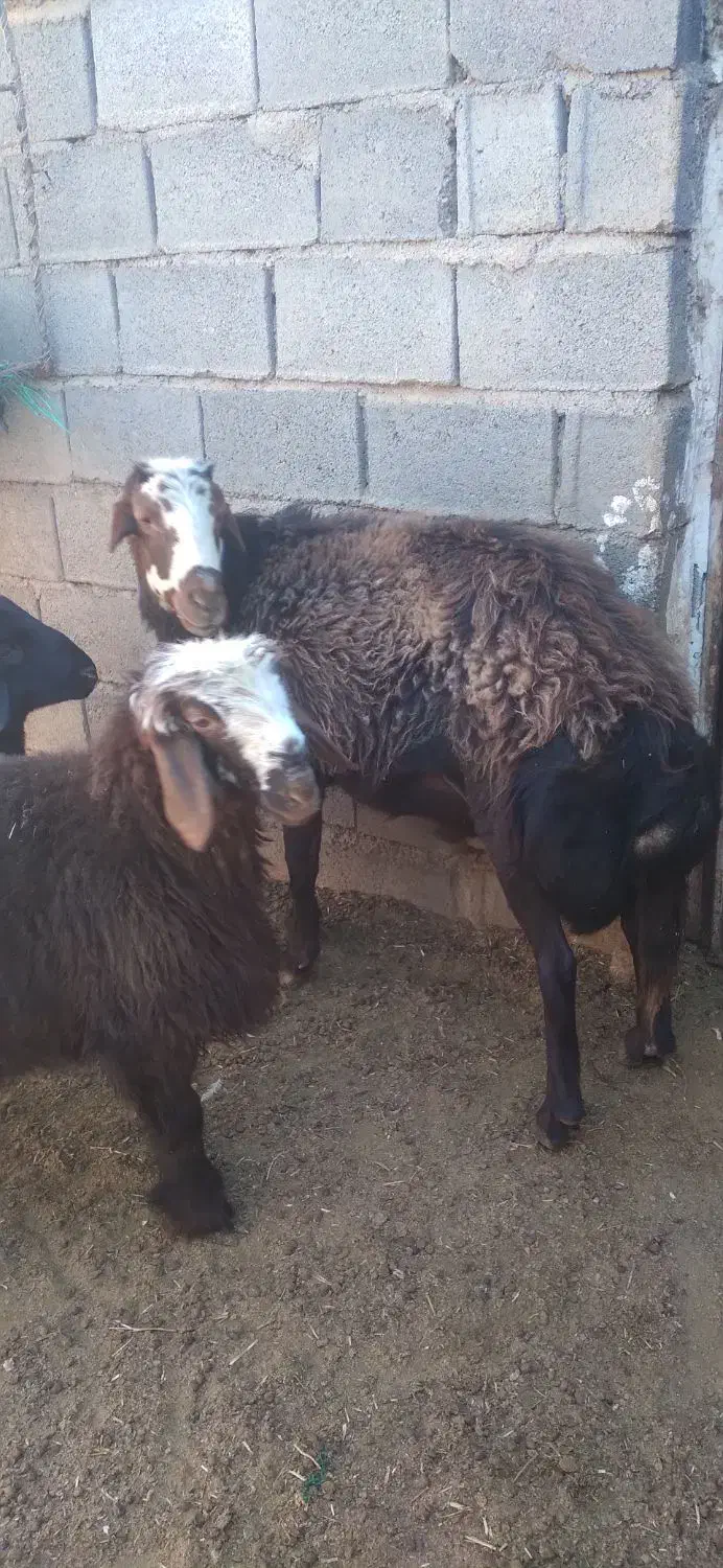 قوچ و بره نر|حیوانات مزرعه|تایباد, |دیوار